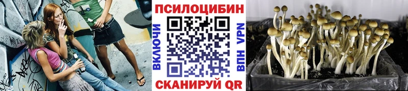 Псилоцибиновые грибы Cubensis  Мурманск 